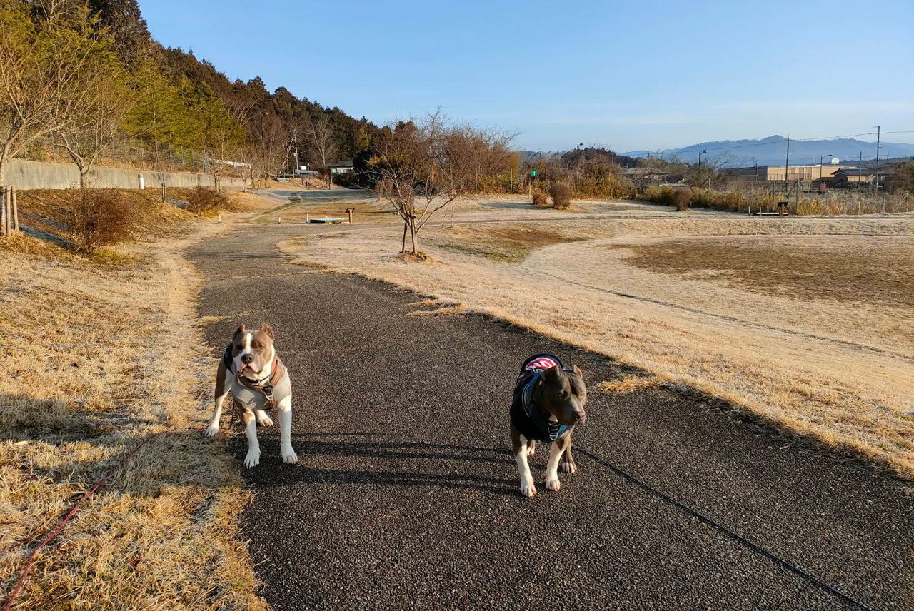 公園に遠足